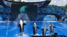 Four orcas jumping out of the water during SeaWorld's orca show.