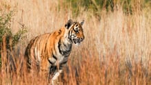 Tiger in the wild