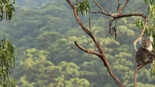 Koala in the wild