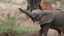 Baby Elephants | World Animal Protection