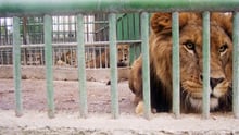 A male lion laying behind bars