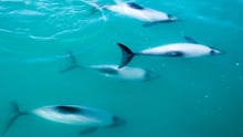 hectors and maui dolphins 