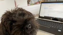 Rocket the puppy from Marketing