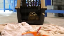 seal