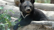 A South Korean Moonbear cub leans on a tree branch