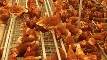 Cage-free chickens