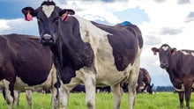 Cows on. green pastures