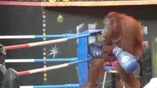Witnessing wildlife cruelty at an orangutan show