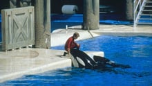 California become first US State to ban SeaWorld Orca shows