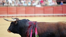 Cruelty of 'Running with the bulls' exposed