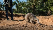 pangolin, India