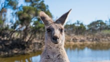 Kangaroo in the wild