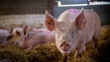 pig, UK