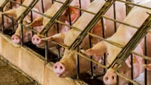 Pigs on a factory farm in cages - World Animal Protection