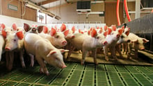 Pigs at indoor farm in China