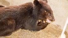 bear cub
