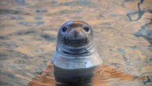 seal in water