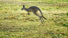 kangaroo hopping 