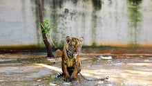 A chained tiger