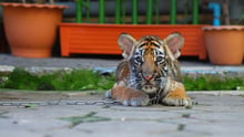 Tiger chained at tourist attraction in Thailand