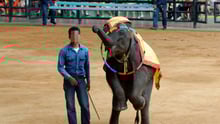 Elephant performing at Thai tourist attraction