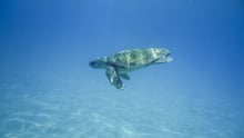 World Turtle Day