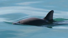 All hands on deck to save the vaquitas | World Animal Protection Australia