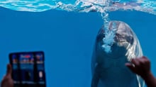 A captive dolphin at a venue in Thailand who has been linked to purchasing dolphins from the brutal Taiji dolphin hunts
