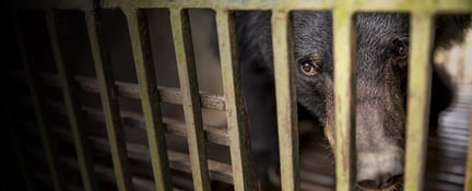 Vietnam bear bile