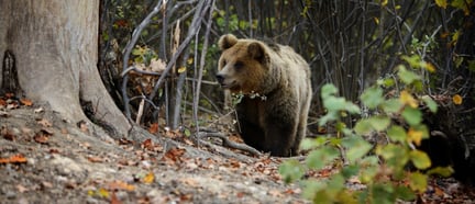 Bear sanctuary