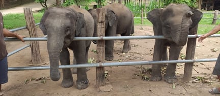 Baby elephants chained up at entertainment venue
