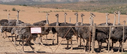 Ostriches on a farm