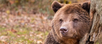 Jean the bear, Libearty Sanctuary
