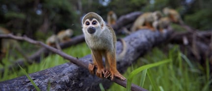 Squirrel Monkey in Peru