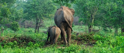 Wild elephants, Sri Lanka