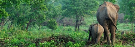 Wild elephants