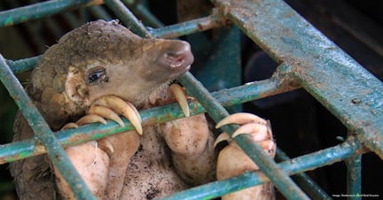 Pangolin in captivity