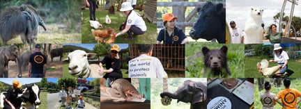 Collage of World Animal Protection staff and animals helped around the world