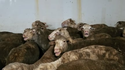 Sheep-Liveexport-animalsaustralia-2024