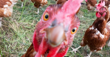 group of laying hens raised outdoors in Canada