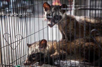 Caged civets at the Denpasar Bird Market in Bali, Indonesia - World Animal Protection