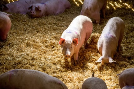 Progress to end cruel confinement for farm pigs
