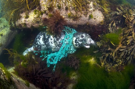 Seal in ghost fishing gear, Cornwall