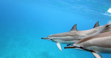 Five things you can do to save the ocean and its animals 