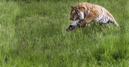A wild tiger leaping out of grass