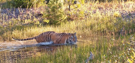A wild tiger takes a swim