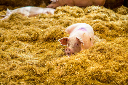 Pig in hay at a higher welfare farm in the UK.