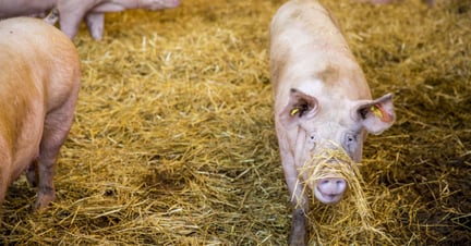 An example of good animal welfare practices at an indoor pig farm in the UK.