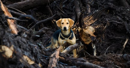 Protecting your pet from bushfires 