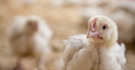 A chicken in an indoor farm